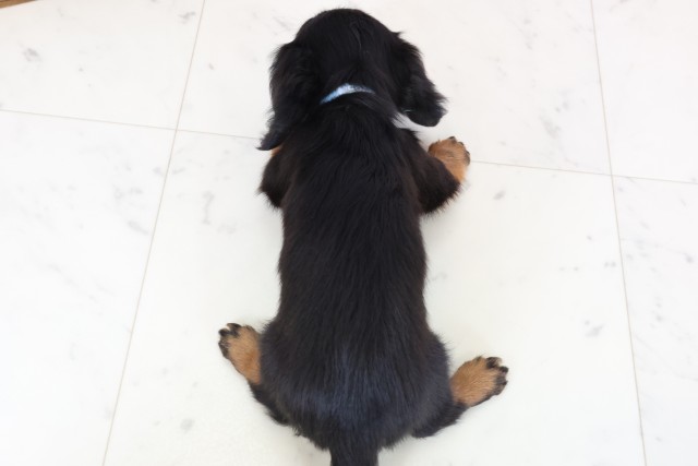 福岡県のミニチュアダックスフンド(ロング) (Coo&RIKUフォレストシティ春日店/2026年2月2日生まれ/男の子/ブラックタン)の子犬の4枚目の画像