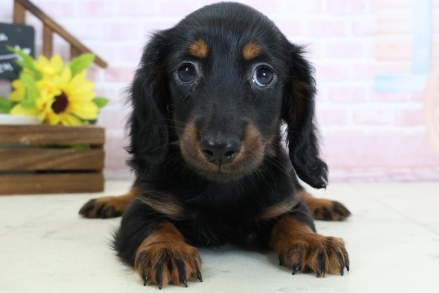 福岡県のミニチュアダックスフンド(ロング) (Coo&RIKU大牟田店/2026年2月2日生まれ/男の子/ブラックタン)の子犬の1枚目の画像