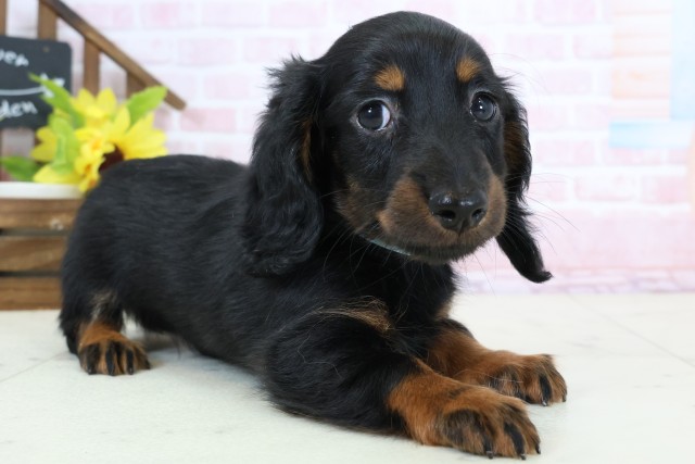 福岡県のミニチュアダックスフンド(ロング) (Coo&RIKU大牟田店/2026年2月2日生まれ/男の子/ブラックタン)の子犬の2枚目の画像