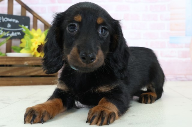 福岡県のミニチュアダックスフンド(ロング) (Coo&RIKU大牟田店/2026年2月2日生まれ/男の子/ブラックタン)の子犬の3枚目の画像