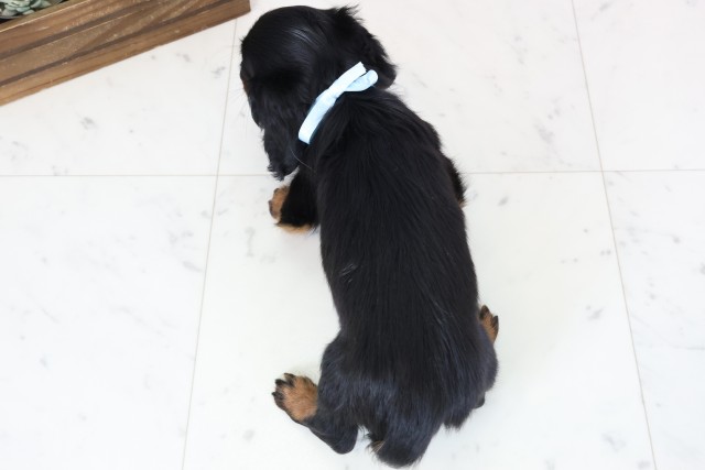 福岡県のミニチュアダックスフンド(ロング) (Coo&RIKU大牟田店/2026年2月2日生まれ/男の子/ブラックタン)の子犬の4枚目の画像