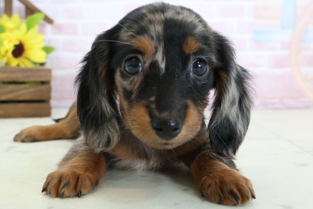 佐賀県のミニチュアダックスフンド(ロング) (Coo&RIKU佐賀神埼店/2026年2月2日生まれ/女の子/シルバーダップル)の子犬の1枚目の画像