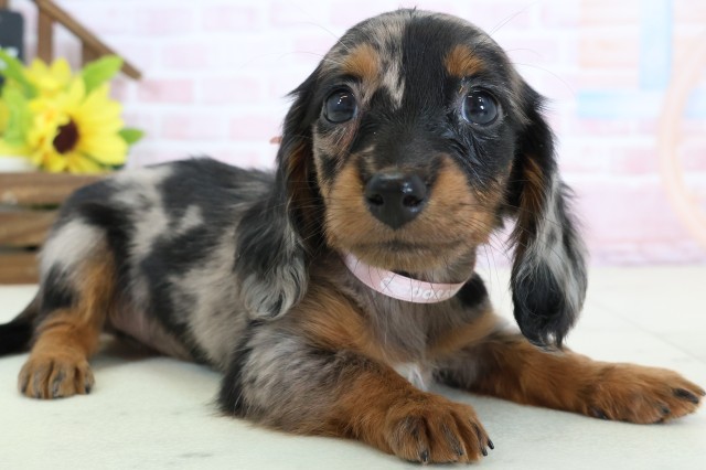 佐賀県のミニチュアダックスフンド(ロング) (Coo&RIKU佐賀神埼店/2026年2月2日生まれ/女の子/シルバーダップル)の子犬の2枚目の画像