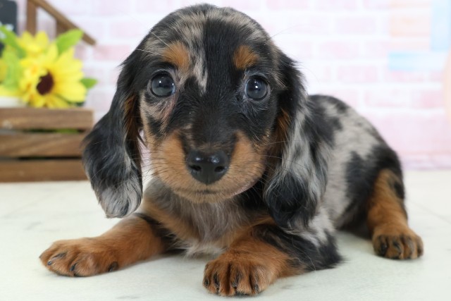 佐賀県のミニチュアダックスフンド(ロング) (Coo&RIKU佐賀神埼店/2026年2月2日生まれ/女の子/シルバーダップル)の子犬の3枚目の画像