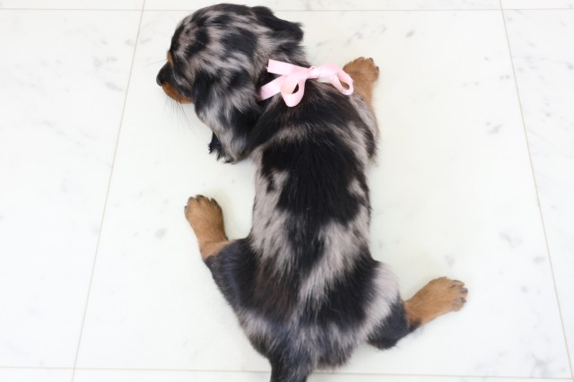 佐賀県のミニチュアダックスフンド(ロング) (Coo&RIKU佐賀神埼店/2026年2月2日生まれ/女の子/シルバーダップル)の子犬の4枚目の画像