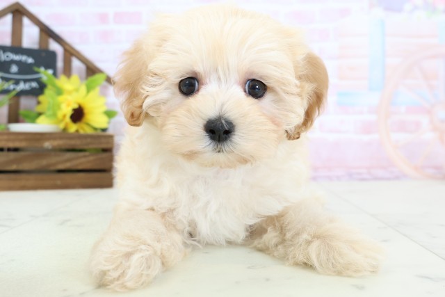 長崎県のマルプー(マルチーズ×プードル) (Coo&RIKU大村店/2026年2月2日生まれ/男の子/クリーム)の子犬の1枚目の画像