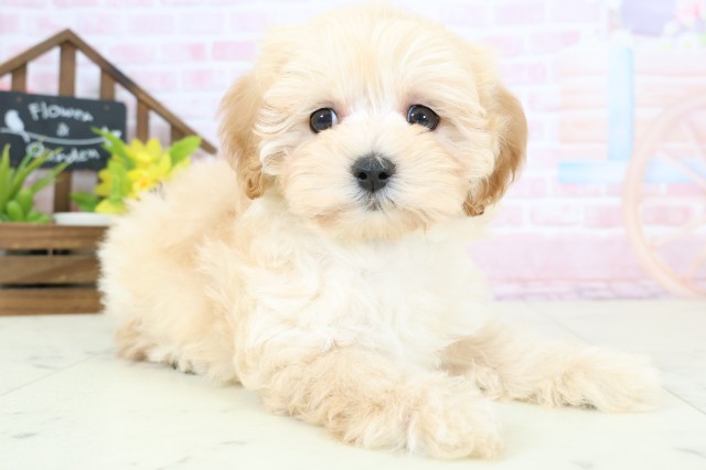 長崎県のマルプー(マルチーズ×プードル) (Coo&RIKU大村店/2026年2月2日生まれ/男の子/クリーム)の子犬の2枚目の画像