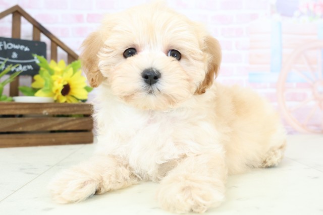 長崎県のマルプー(マルチーズ×プードル) (Coo&RIKU大村店/2026年2月2日生まれ/男の子/クリーム)の子犬の3枚目の画像