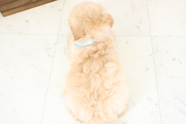 長崎県のマルプー(マルチーズ×プードル) (Coo&RIKU大村店/2026年2月2日生まれ/男の子/クリーム)の子犬の4枚目の画像