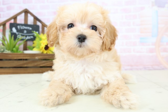 鹿児島県のマルプー(マルチーズ×プードル) (Coo&RIKU霧島店/2026年2月2日生まれ/女の子/クリーム)の子犬の1枚目の画像