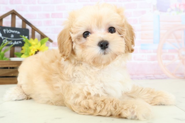 鹿児島県のマルプー(マルチーズ×プードル) (Coo&RIKU霧島店/2026年2月2日生まれ/女の子/クリーム)の子犬の2枚目の画像