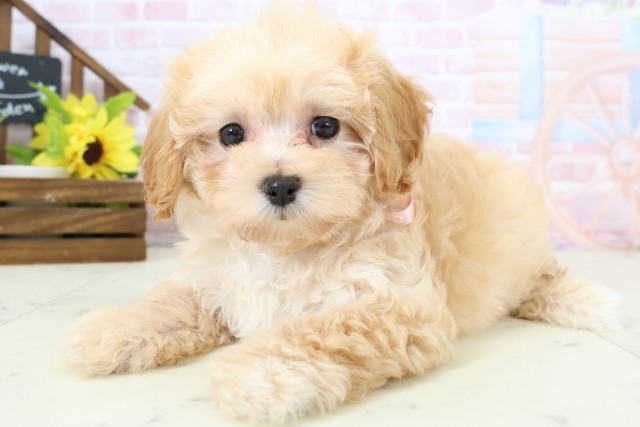 鹿児島県のマルプー(マルチーズ×プードル) (Coo&RIKU霧島店/2026年2月2日生まれ/女の子/クリーム)の子犬の3枚目の画像