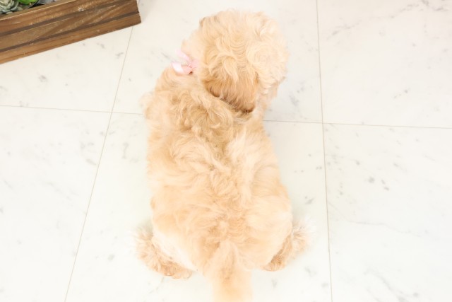 鹿児島県のマルプー(マルチーズ×プードル) (Coo&RIKU霧島店/2026年2月2日生まれ/女の子/クリーム)の子犬の4枚目の画像