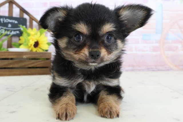 福岡県のチワワ(ロング) (Coo&RIKU黒崎店/2026年2月3日生まれ/男の子/ブラックタンホワイト)の子犬の1枚目の画像