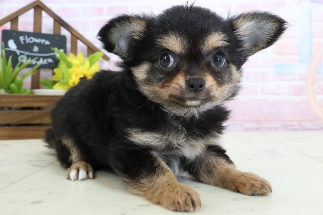 福岡県のチワワ(ロング) (Coo&RIKU黒崎店/2026年2月3日生まれ/男の子/ブラックタンホワイト)の子犬の2枚目の画像