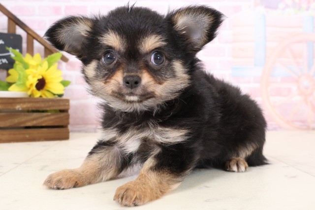 福岡県のチワワ(ロング) (Coo&RIKU黒崎店/2026年2月3日生まれ/男の子/ブラックタンホワイト)の子犬の3枚目の画像