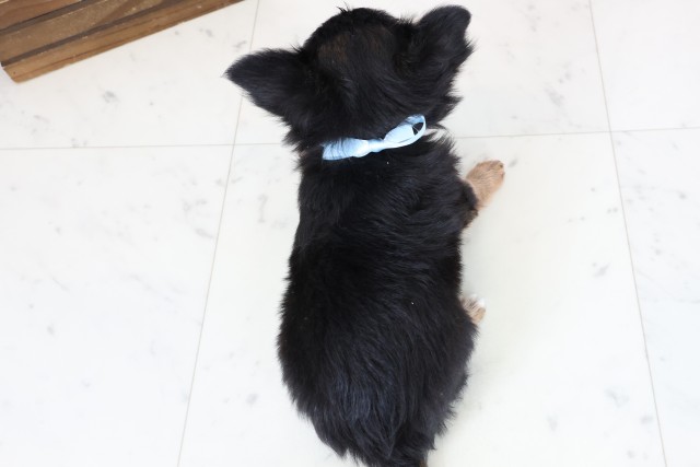 福岡県のチワワ(ロング) (Coo&RIKU黒崎店/2026年2月3日生まれ/男の子/ブラックタンホワイト)の子犬の4枚目の画像