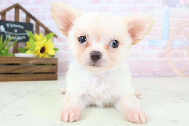 福岡県のチワワ(ロング) (Coo&RIKU福岡東店/2026年2月3日生まれ/男の子/クリーム)の子犬の1枚目の画像