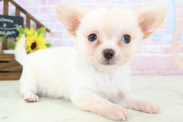 福岡県のチワワ(ロング) (Coo&RIKU福岡東店/2026年2月3日生まれ/男の子/クリーム)の子犬の2枚目の画像