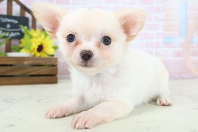 福岡県のチワワ(ロング) (Coo&RIKU福岡東店/2026年2月3日生まれ/男の子/クリーム)の子犬の3枚目の画像