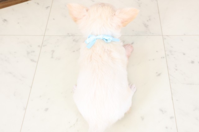 福岡県のチワワ(ロング) (Coo&RIKU福岡東店/2026年2月3日生まれ/男の子/クリーム)の子犬の4枚目の画像