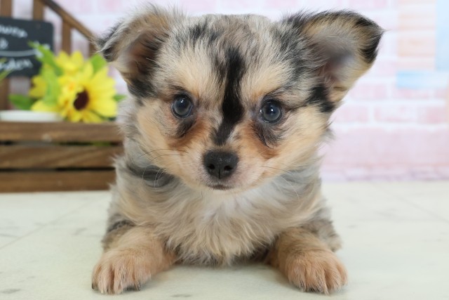 福岡県のチワワ(ロング) (Coo&RIKU小倉店/2026年2月3日生まれ/男の子/ブルーマール)の子犬の1枚目の画像