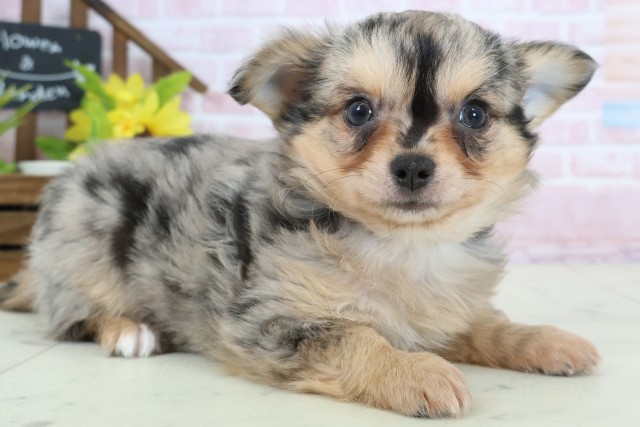 福岡県のチワワ(ロング) (Coo&RIKU小倉店/2026年2月3日生まれ/男の子/ブルーマール)の子犬の2枚目の画像