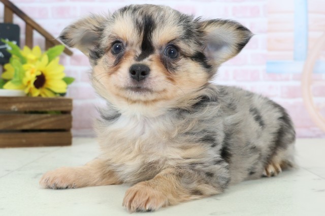 福岡県のチワワ(ロング) (Coo&RIKU小倉店/2026年2月3日生まれ/男の子/ブルーマール)の子犬の3枚目の画像