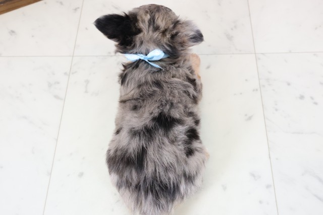 福岡県のチワワ(ロング) (Coo&RIKU小倉店/2026年2月3日生まれ/男の子/ブルーマール)の子犬の4枚目の画像