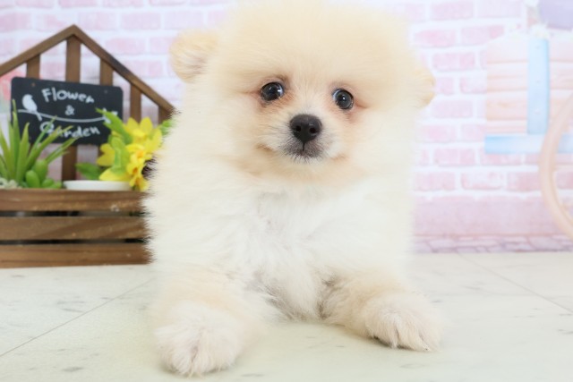 大分県のポメラニアン (Coo&RIKU大分店/2026年2月4日生まれ/男の子/クリーム)の子犬の1枚目の画像