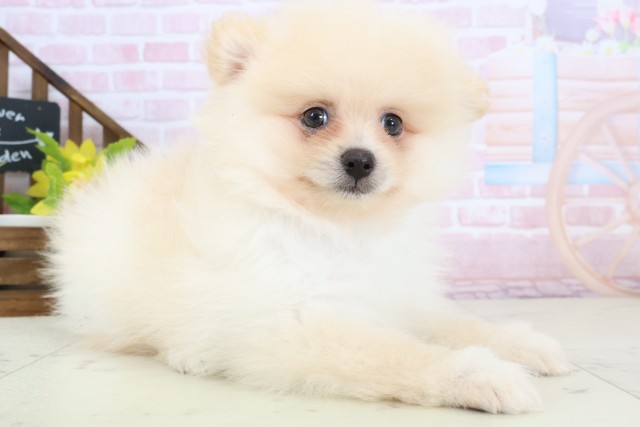 大分県のポメラニアン (Coo&RIKU大分店/2026年2月4日生まれ/男の子/クリーム)の子犬の2枚目の画像