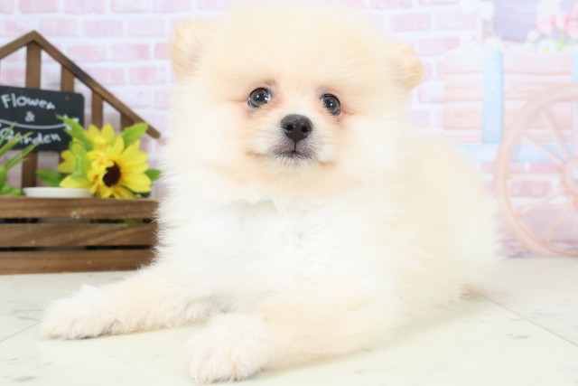 大分県のポメラニアン (Coo&RIKU大分店/2026年2月4日生まれ/男の子/クリーム)の子犬の3枚目の画像