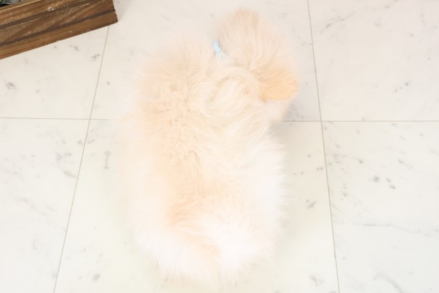 大分県のポメラニアン (Coo&RIKU大分店/2026年2月4日生まれ/男の子/クリーム)の子犬の4枚目の画像
