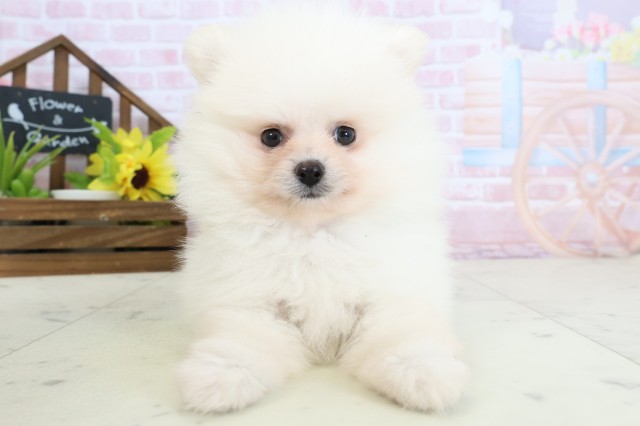 熊本県のポメラニアン (Coo&RIKU熊本店/2026年2月4日生まれ/男の子/クリーム)の子犬の1枚目の画像