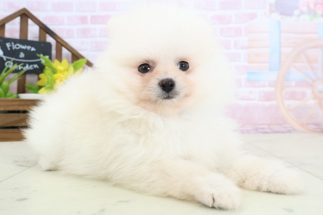 熊本県のポメラニアン (Coo&RIKU熊本店/2026年2月4日生まれ/男の子/クリーム)の子犬の2枚目の画像