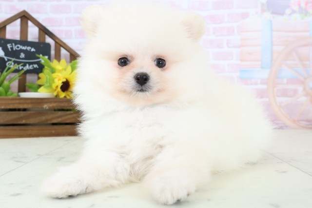 熊本県のポメラニアン (Coo&RIKU熊本店/2026年2月4日生まれ/男の子/クリーム)の子犬の3枚目の画像