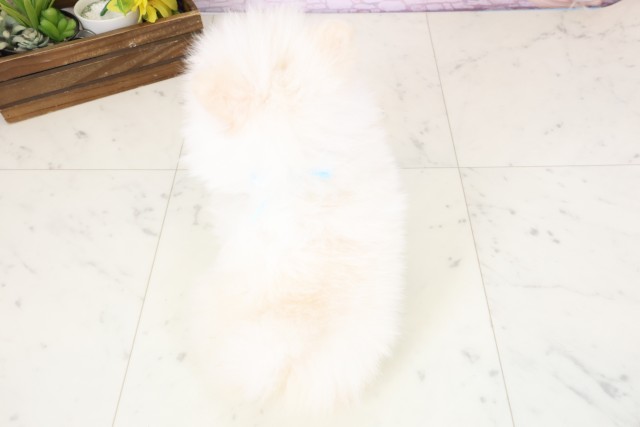 熊本県のポメラニアン (Coo&RIKU熊本店/2026年2月4日生まれ/男の子/クリーム)の子犬の4枚目の画像