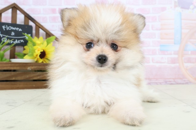 福岡県のポメラニアン (Coo&RIKU筑後店/2026年2月4日生まれ/男の子/パーティーカラー)の子犬の1枚目の画像