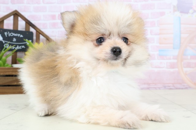 福岡県のポメラニアン (Coo&RIKU筑後店/2026年2月4日生まれ/男の子/パーティーカラー)の子犬の2枚目の画像