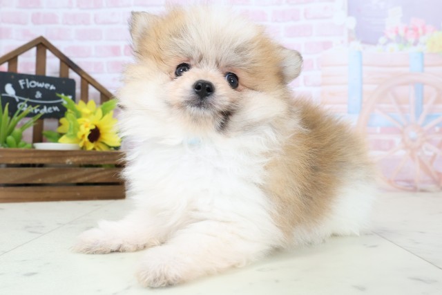 福岡県のポメラニアン (Coo&RIKU筑後店/2026年2月4日生まれ/男の子/パーティーカラー)の子犬の3枚目の画像