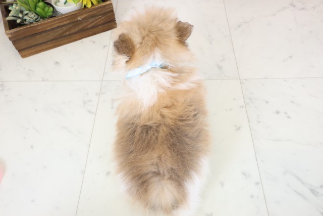 福岡県のポメラニアン (Coo&RIKU筑後店/2026年2月4日生まれ/男の子/パーティーカラー)の子犬の4枚目の画像