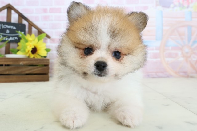 長崎県のポメラニアン (Coo&RIKU長崎浜町店/2026年2月4日生まれ/女の子/パーティーカラー)の子犬の1枚目の画像