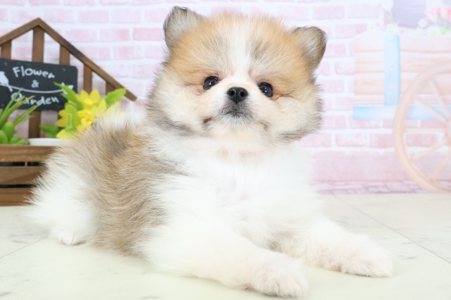 長崎県のポメラニアン (Coo&RIKU長崎浜町店/2026年2月4日生まれ/女の子/パーティーカラー)の子犬の2枚目の画像