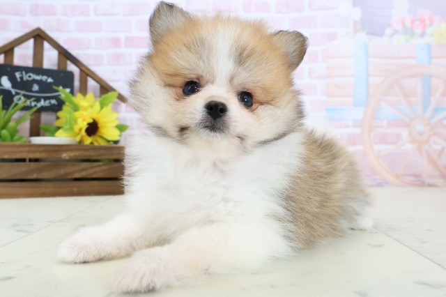 長崎県のポメラニアン (Coo&RIKU長崎浜町店/2026年2月4日生まれ/女の子/パーティーカラー)の子犬の3枚目の画像