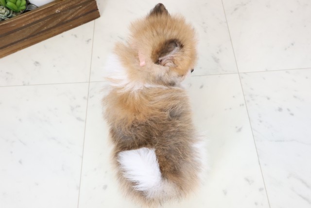 長崎県のポメラニアン (Coo&RIKU長崎浜町店/2026年2月4日生まれ/女の子/パーティーカラー)の子犬の4枚目の画像