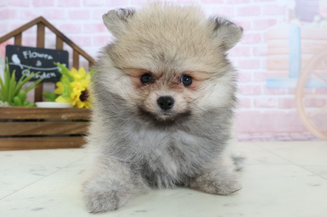 熊本県のポメラニアン (Coo&RIKUカリーノ菊陽店/2026年2月4日生まれ/女の子/ウルフセーブル)の子犬の1枚目の画像
