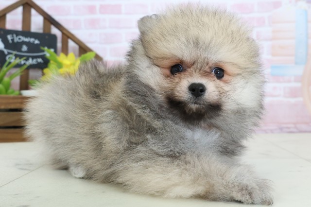 熊本県のポメラニアン (Coo&RIKUカリーノ菊陽店/2026年2月4日生まれ/女の子/ウルフセーブル)の子犬の2枚目の画像