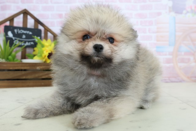 熊本県のポメラニアン (Coo&RIKUカリーノ菊陽店/2026年2月4日生まれ/女の子/ウルフセーブル)の子犬の3枚目の画像
