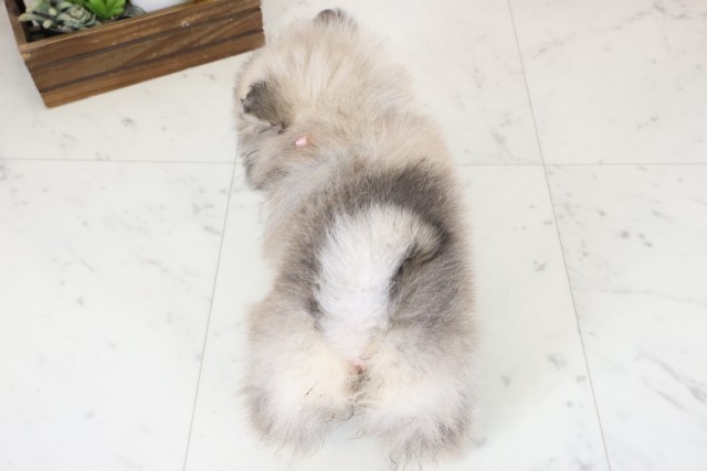 熊本県のポメラニアン (Coo&RIKUカリーノ菊陽店/2026年2月4日生まれ/女の子/ウルフセーブル)の子犬の4枚目の画像