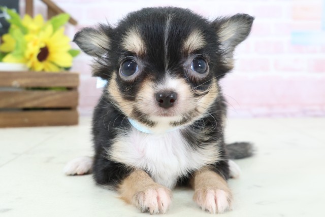 鹿児島県のチワワ(ロング) (Coo&RIKU鹿児島店/2026年2月4日生まれ/男の子/ブラックタンホワイト)の子犬の1枚目の画像